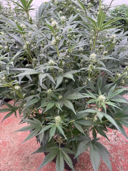 7 up 🍋‍. Week 6