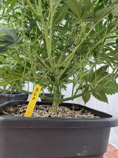 7 up 🍋‍. Week 6