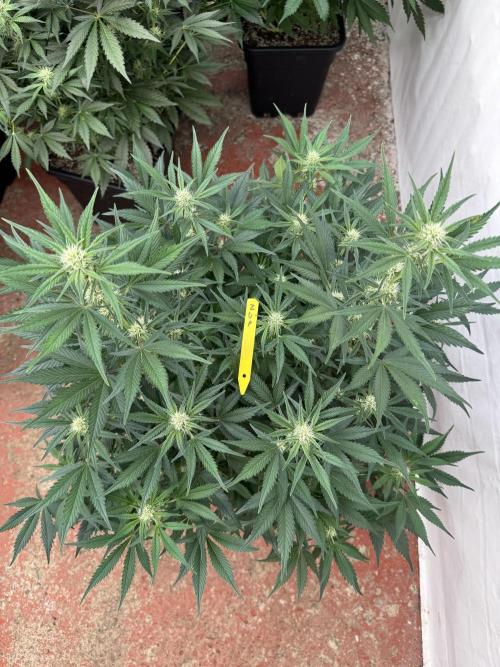 7 up 🍋‍. Week 6