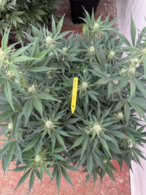 7 up 🍋‍. Week 6