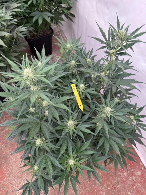 7 up 🍋‍. Week 6