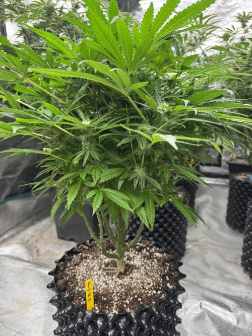 🔙 to the Future. Week 11