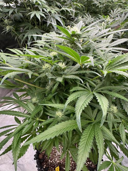 🔙 to the Future. Week 11