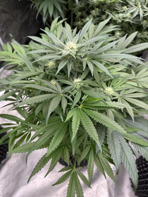 🔙 to the Future. Week 11