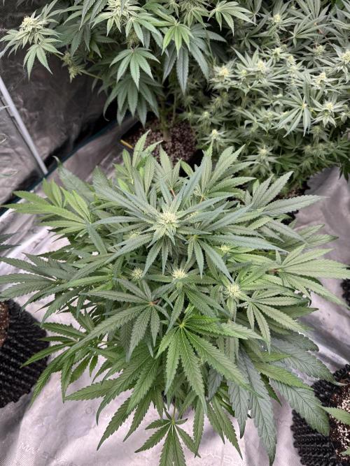 🔙 to the Future. Week 11