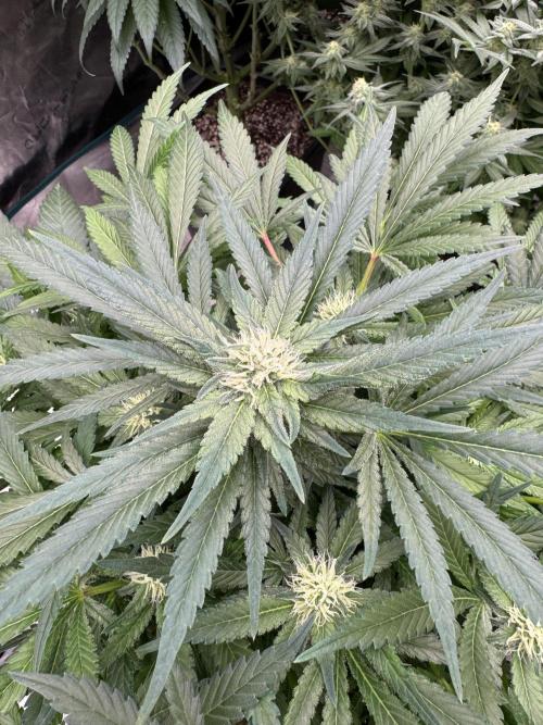 🔙 to the Future. Week 11