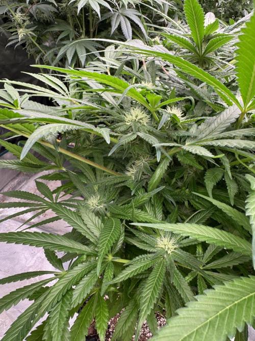 🔙 to the Future. Week 11