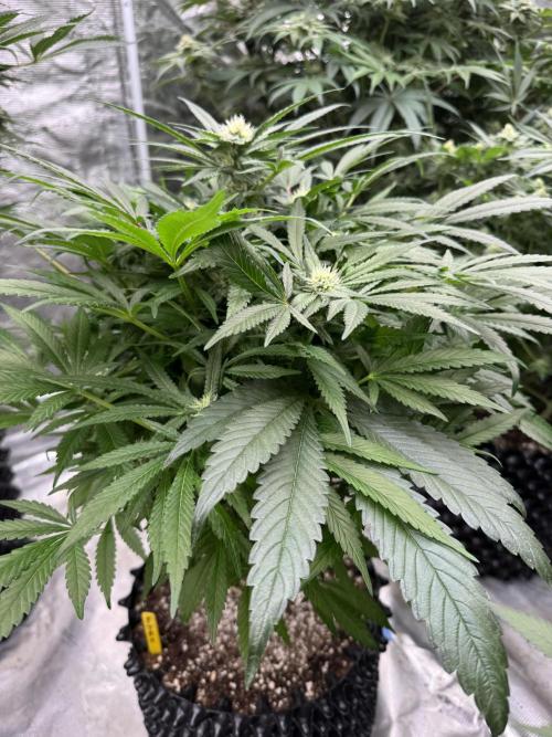 🔙 to the Future. Week 11