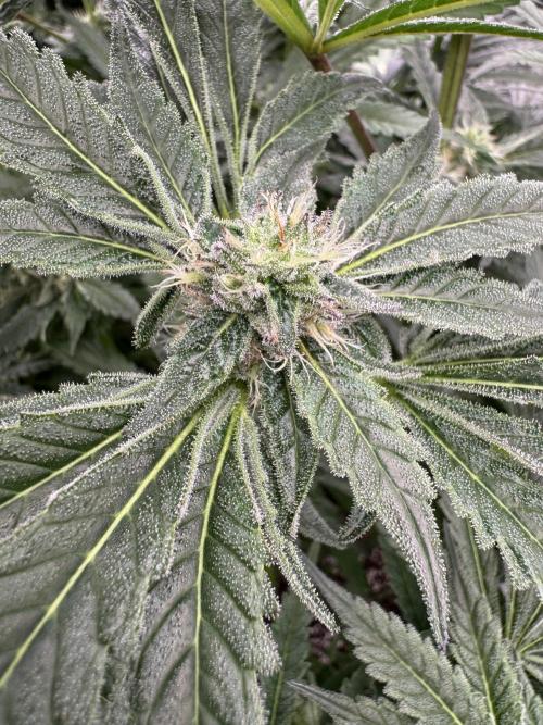 Fatty X Valio. Week 12