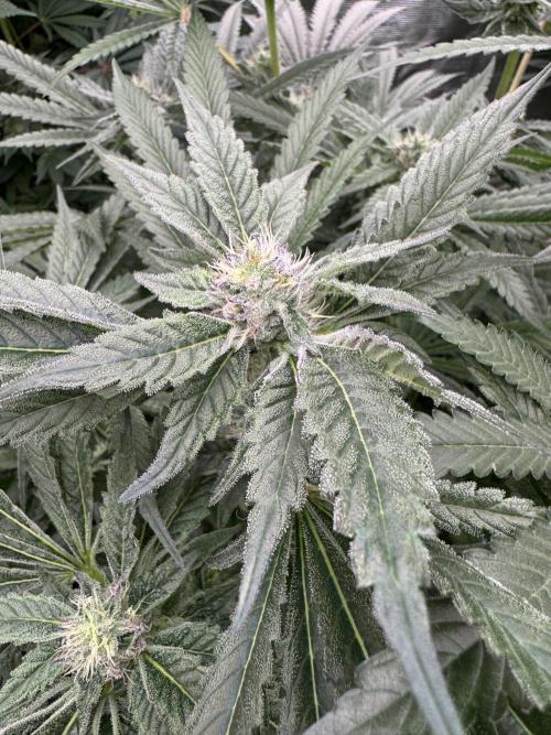 Fatty X Valio. Week 12