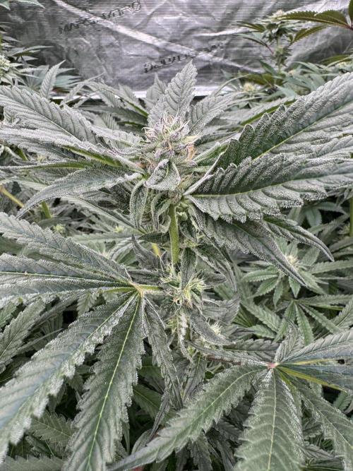 Fatty X Valio. Week 12