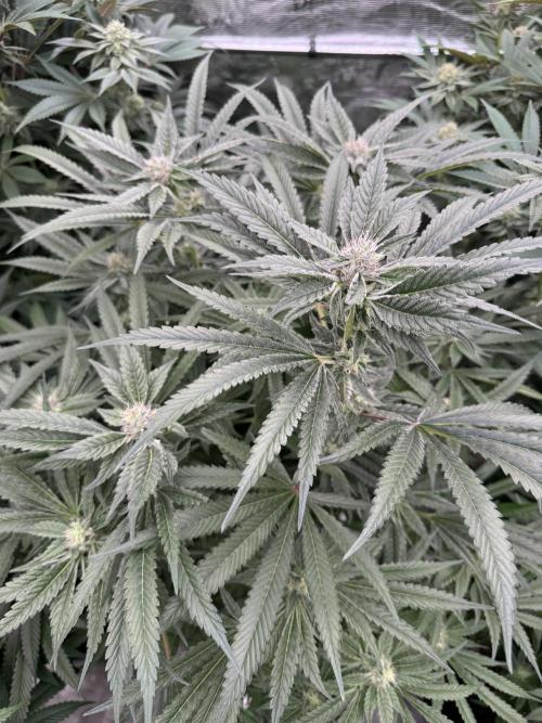 Fatty X Valio. Week 12