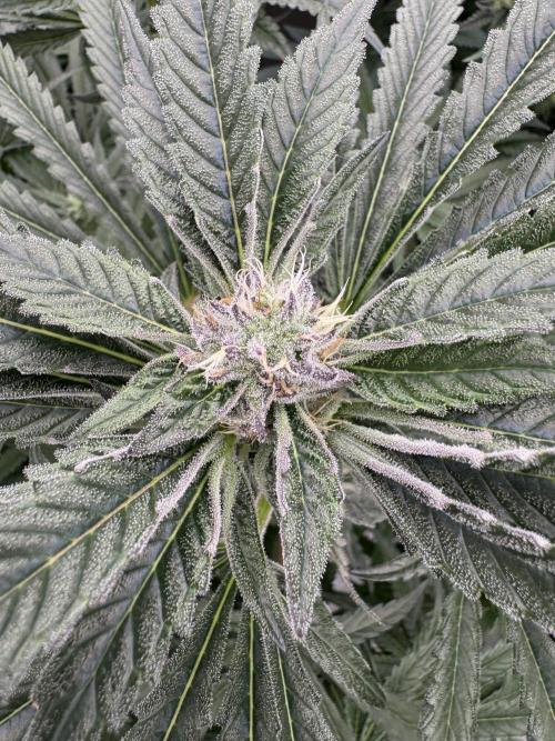 Fatty X Valio. Week 12