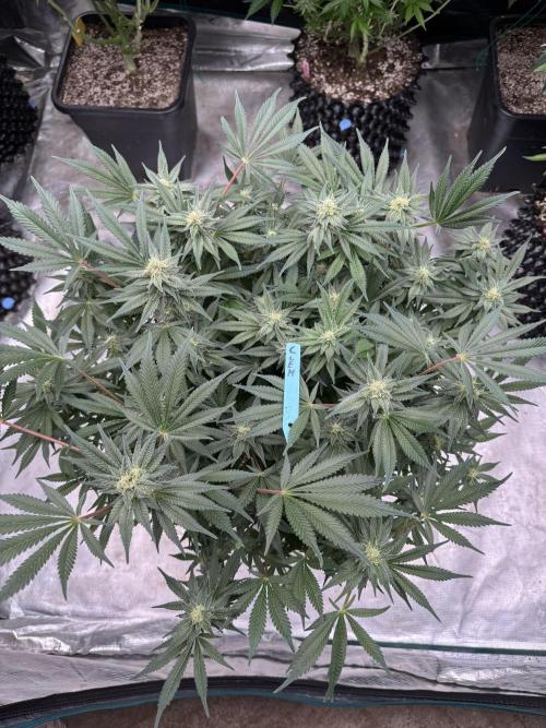 Citrus Slurpee 🍊🥤. Week 12