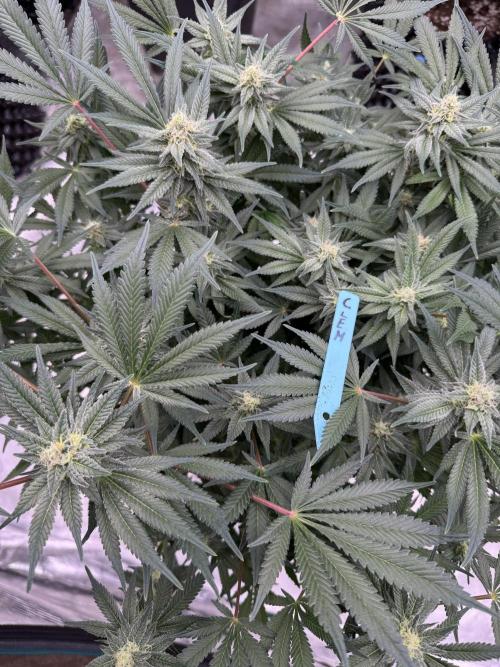 Citrus Slurpee 🍊🥤. Week 12