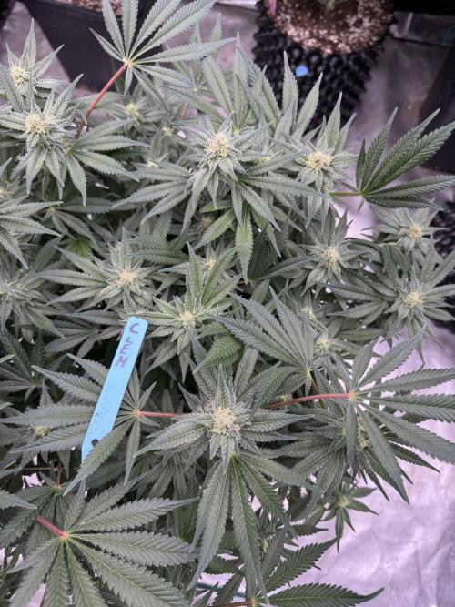 Citrus Slurpee 🍊🥤. Week 12