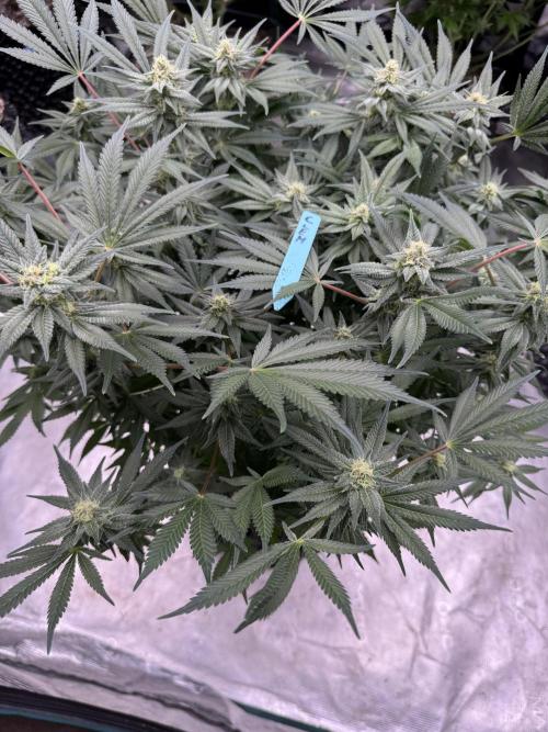 Citrus Slurpee 🍊🥤. Week 12