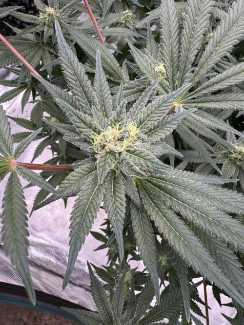 Citrus Slurpee 🍊🥤. Week 12