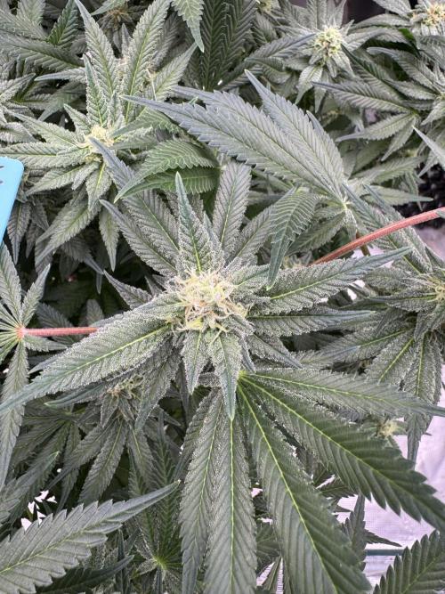 Citrus Slurpee 🍊🥤. Week 12