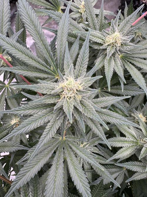 Citrus Slurpee 🍊🥤. Week 12