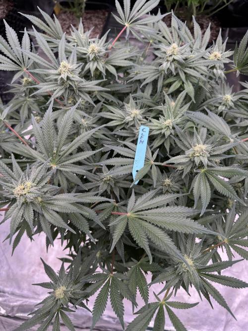 Citrus Slurpee 🍊🥤. Week 12