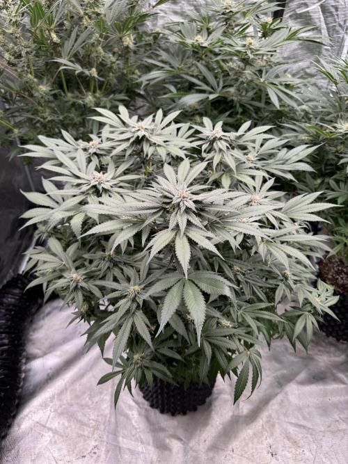 Fluffy Pancakes 🥞. Week 12