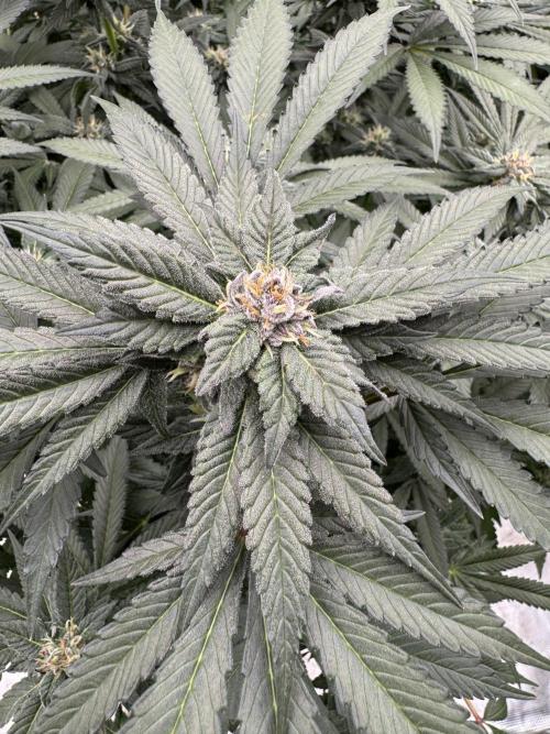 Fluffy Pancakes 🥞. Week 12