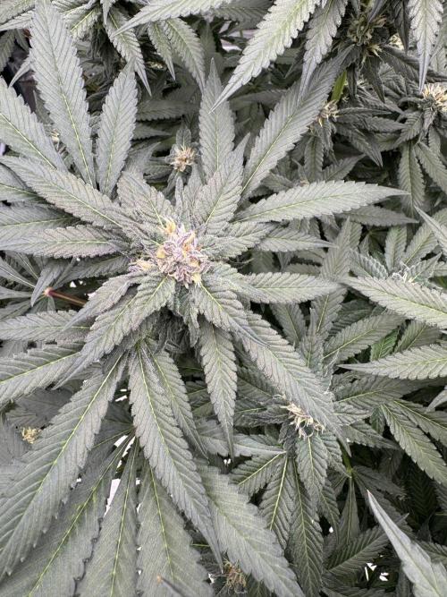 Fluffy Pancakes 🥞. Week 12