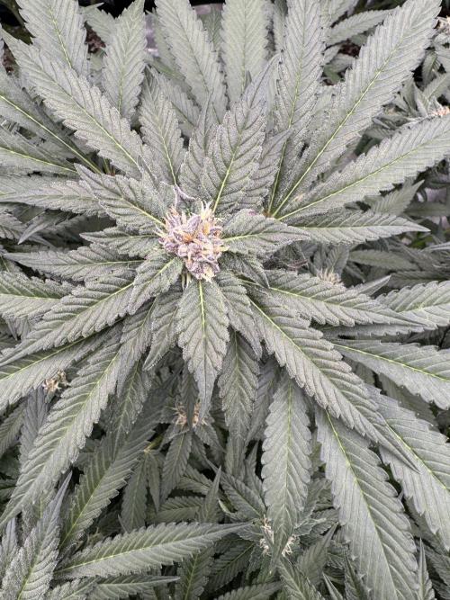 Fluffy Pancakes 🥞. Week 12