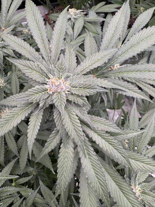 Fluffy Pancakes 🥞. Week 12