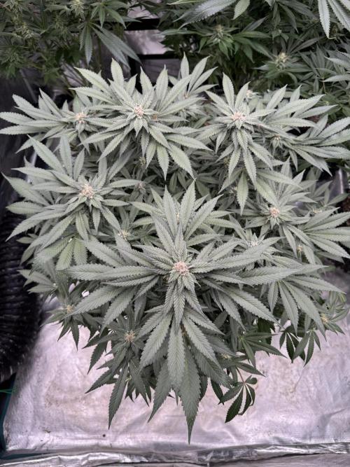 Fluffy Pancakes 🥞. Week 12