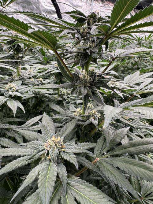 Fluffy Pancakes 🥞. Week 12