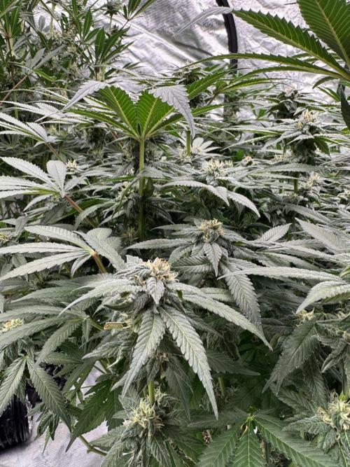 Fluffy Pancakes 🥞. Week 12