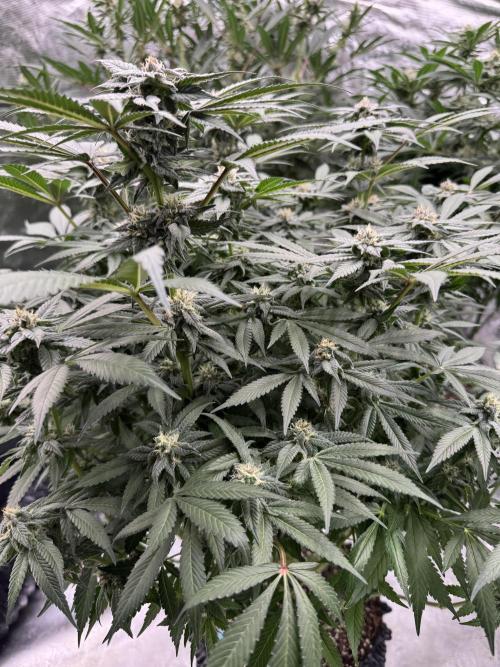 Fluffy Pancakes 🥞. Week 12