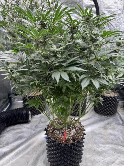 Cherry Poppers 🔞. Week 12