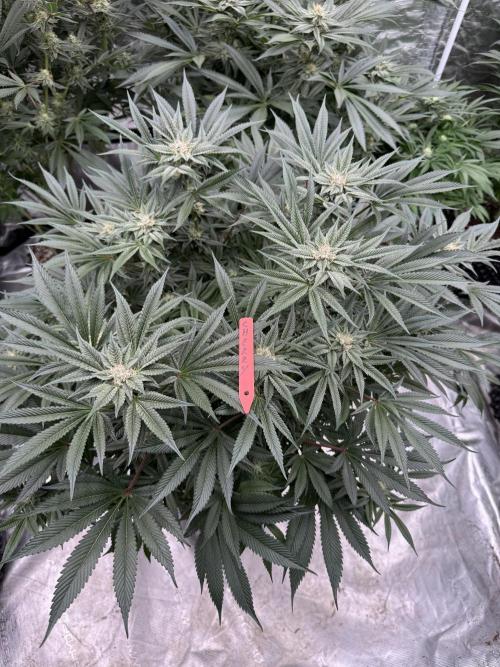 Cherry Poppers 🔞. Week 12