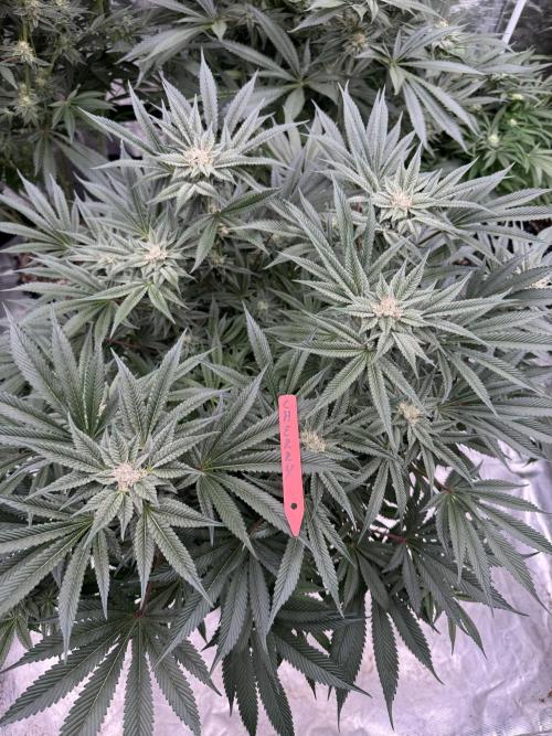 Cherry Poppers 🔞. Week 12