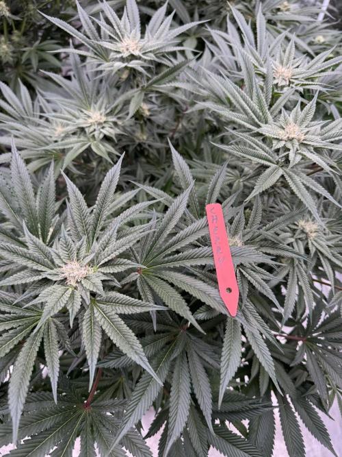 Cherry Poppers 🔞. Week 12