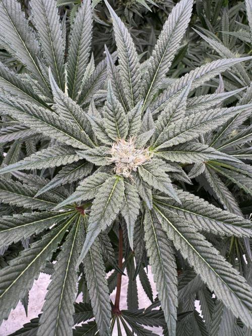 Cherry Poppers 🔞. Week 12