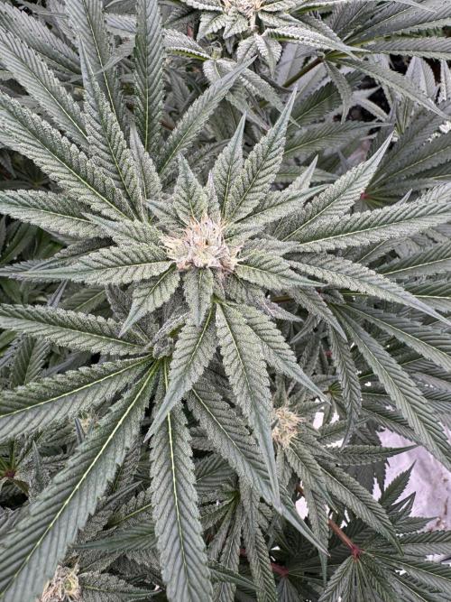 Cherry Poppers 🔞. Week 12