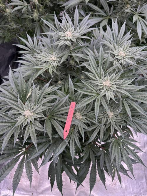 Cherry Poppers 🔞. Week 12