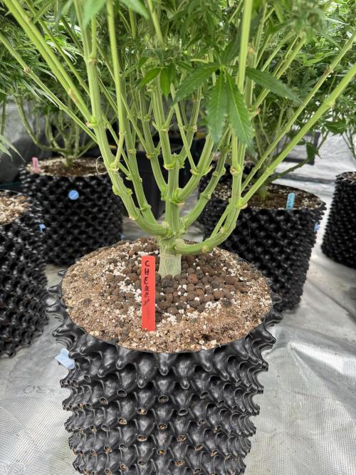 Cherry Poppers 🔞. Week 12