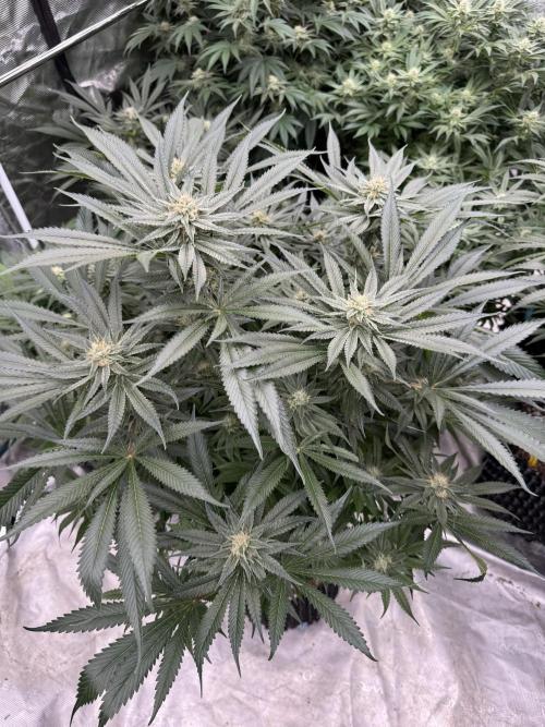 Cherry Poppers 🔞. Week 12