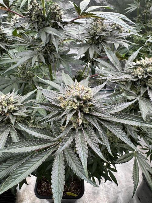 Gelateria 🍦. Week 12