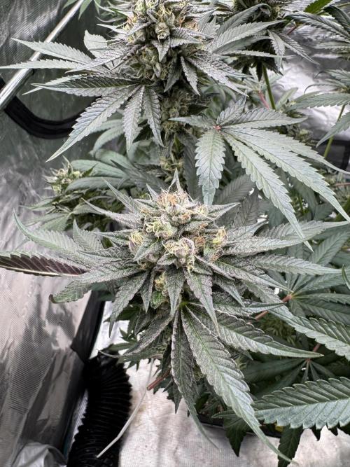 Gelateria 🍦. Week 12