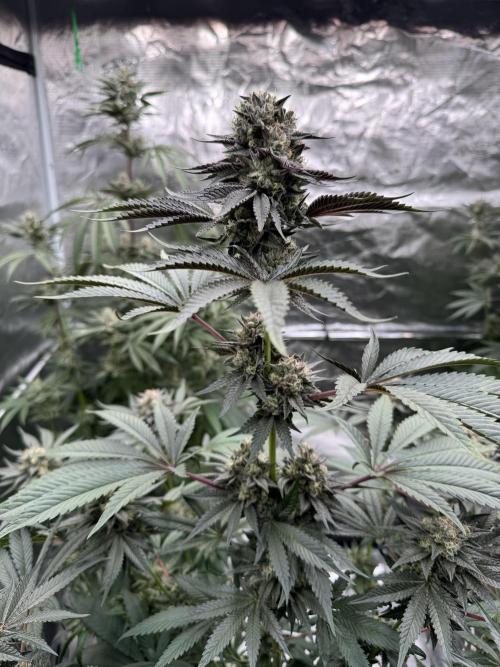 Gelateria 🍦. Week 12