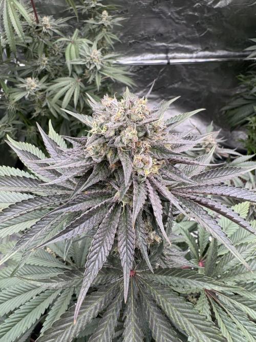 Gelateria 🍦. Week 12