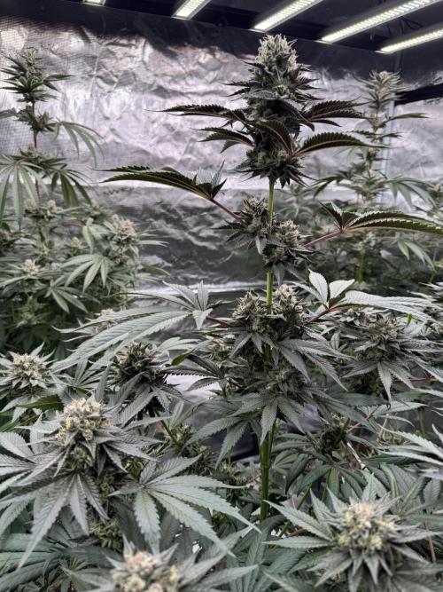 Gelateria 🍦. Week 12