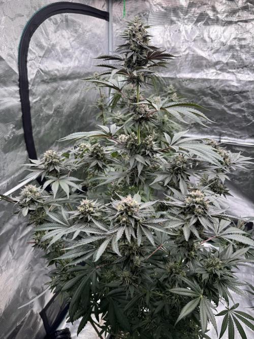 Gelateria 🍦. Week 12