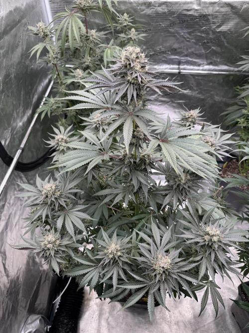 Gelateria 🍦. Week 12